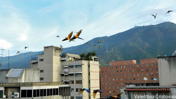 Guacamayas en Caracas