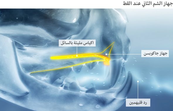 الحياة من منظور القطط