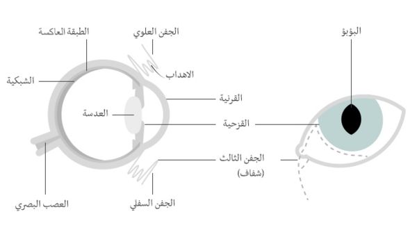 الحياة من منظور القطط