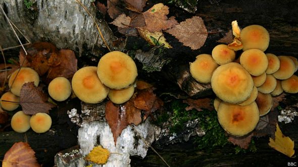 Hongos