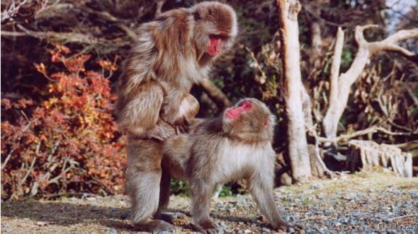 Fêmeas de macaco-japonês