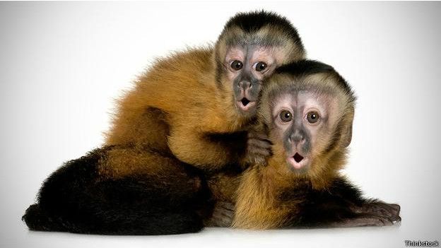 Los monos capuchinos son marrones, igual que el café. Monos