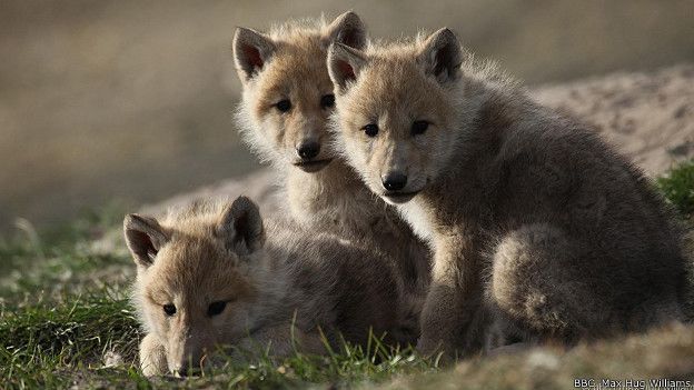 150130111025_wolves_three_cubs_at_ease_624x351_bbcmaxhugwilliams.jpg