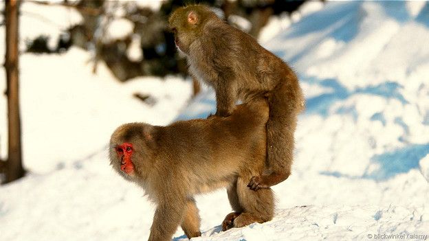 Чи існують гомосексуальні тварини?