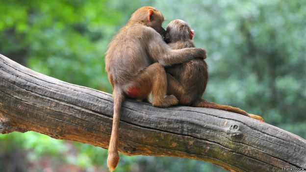 Resultado de imagem para macacos evoluiram e homens