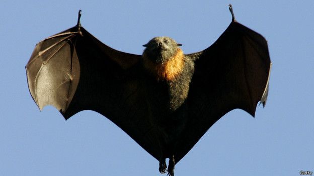 En Latinoamérica, además de los perros, la OMS apunta a los murciélagos como fuente de contagio.