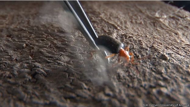 Los investigadores se muestran especialmente interesados en cómo estos escarabajos sobreviven a sus propias 