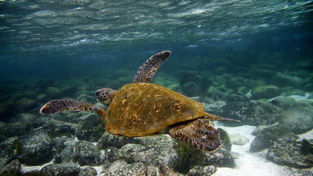 Tortuga en las Galápagos