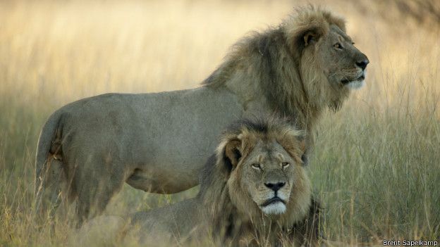 La última foto conocida de Cecil el león