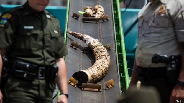 Cuerno de marfil confiscado en EE.UU.