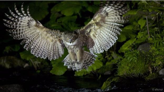 50+ Gambar Burung Hantu Raksasa HD