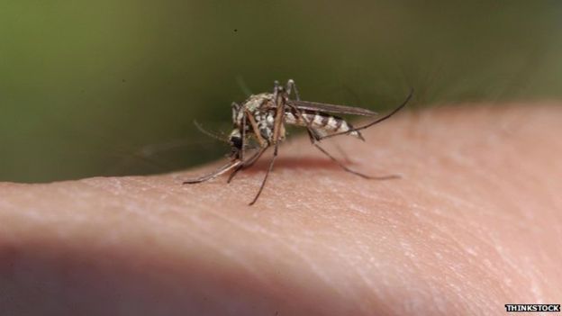 Mosquito 