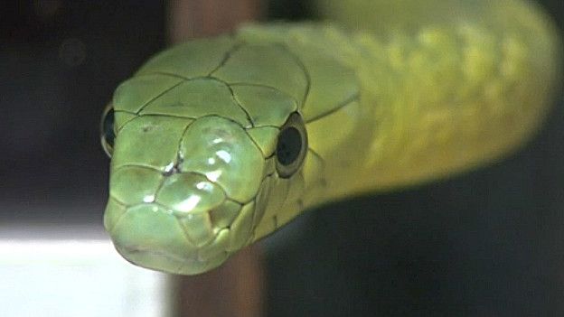 Mamba verde, una de las serpientes venenosas más peligrosas del mundo