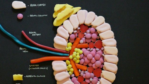anatomia_caramelo