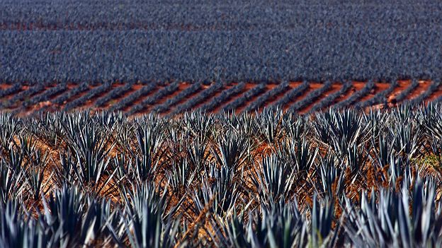 Planta de agave
