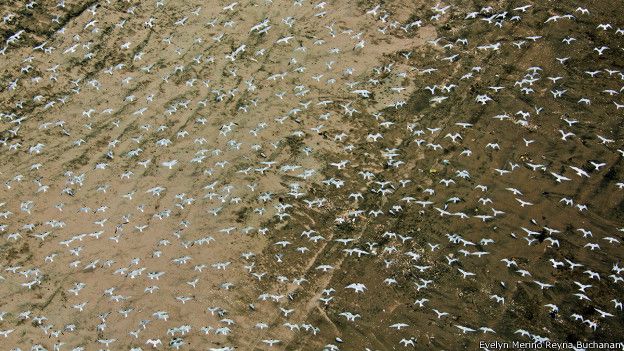 Aves sobre la montaña