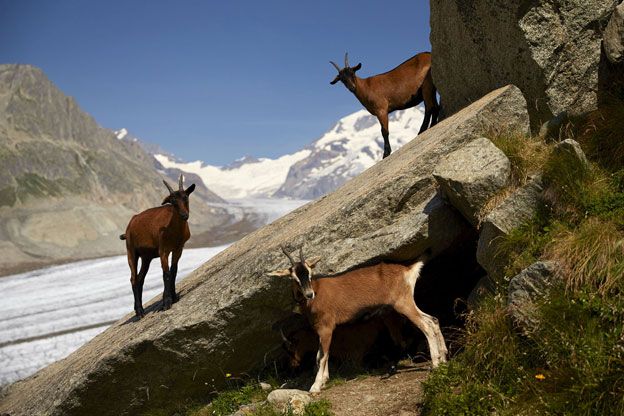 Glaciar Aletsch