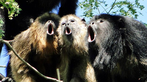 Monos aulladores