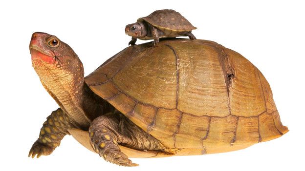 Una tortuga pequeña sobre una grande