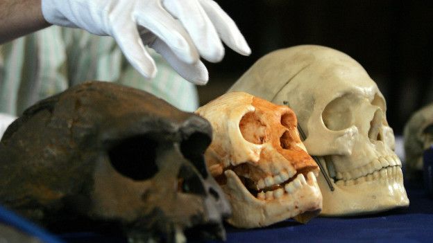 Cráneos de hombres de las cavernas