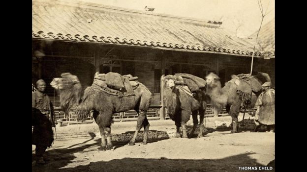 Thomas Child. No. 195. Parade of Camels. Década de 1870. Copia en papel a la albúmina.