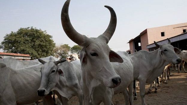 Vacas