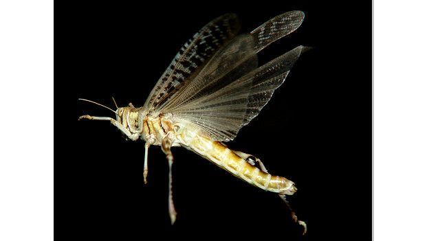 Langosta