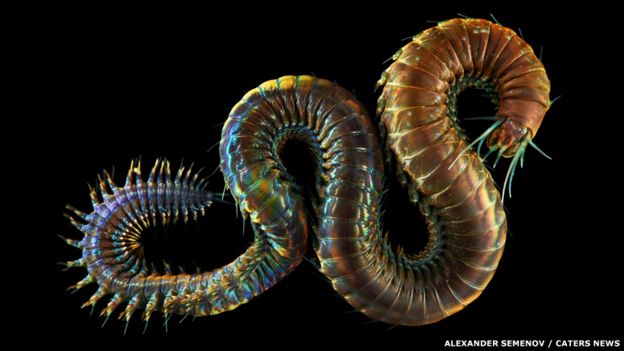 King Ragworm - Nereis pelagica