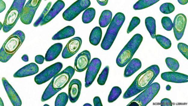 151119104918_clostridium_difficile_drug-resistant_bacteria_coloured_transmission_electron_micrograph_640x360_sciencephotolibrary.jpg