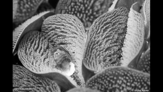 “Fern with a drysuit” de Ulrike Bauer, Reino Unido