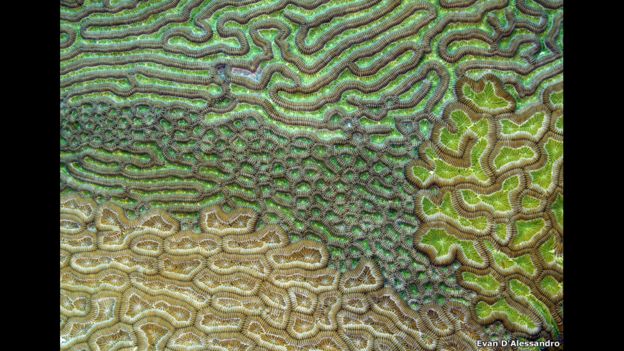 “Caribbean brain coral” de Evan D’Alessandro, Estados Unidos
