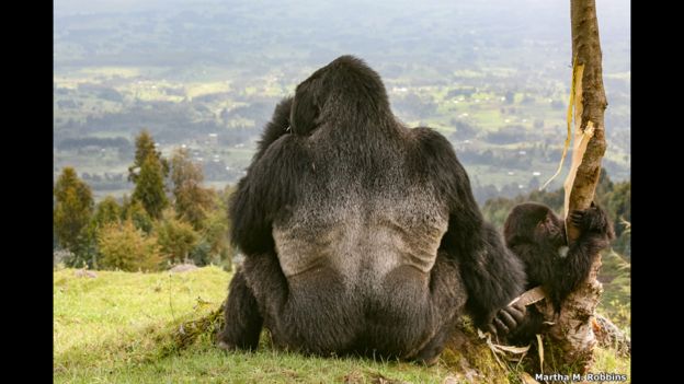 “Ancestry. Dominance. Endangered” de Martha M. Robbins, Alemania