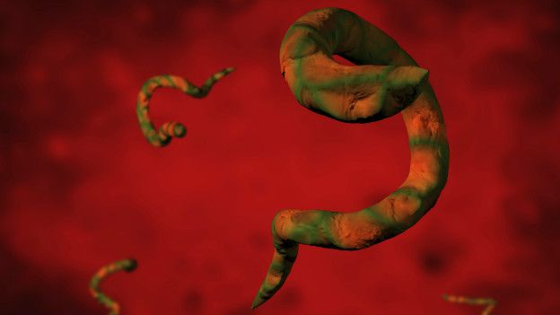 Medicamento parasitos intestinales humanos