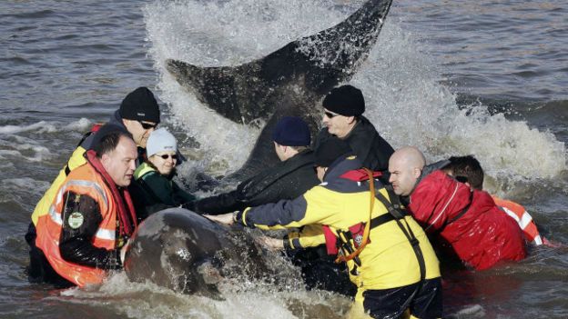 Una ballena rescatada en el Támesis en 2006