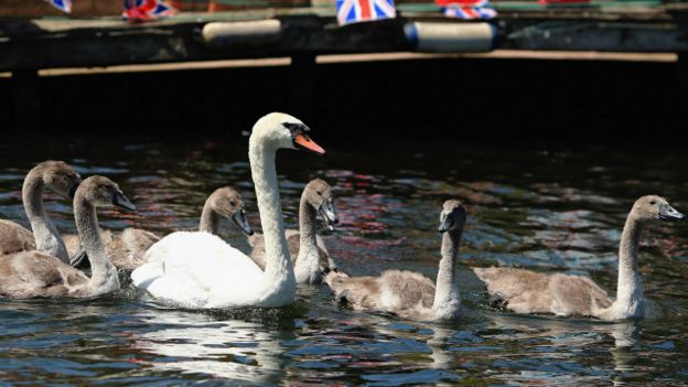 Cisnes en el Támesis