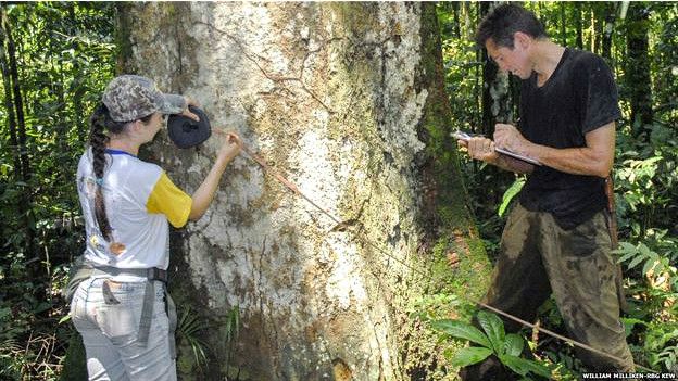 Estudio de árboles en la Amazonía brasileña