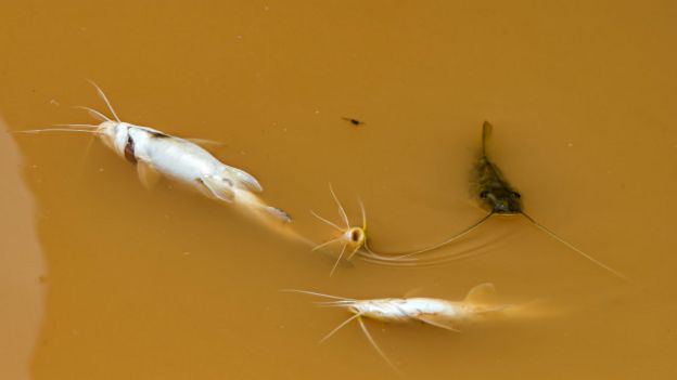 Peces