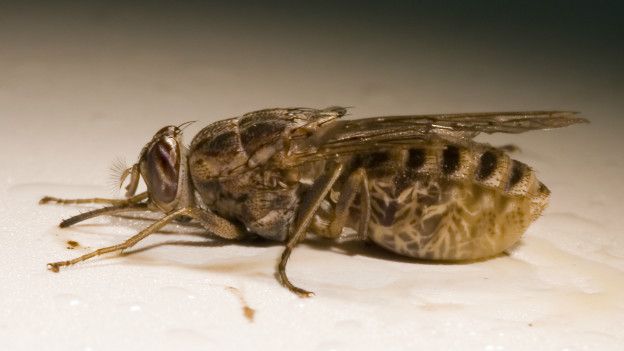 Plano cercano de una mosca tse-tse