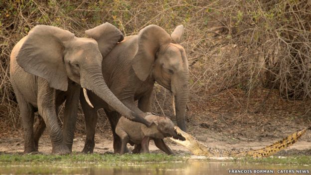 Elefantes y cocodrilo. Francois Borman / Cater News