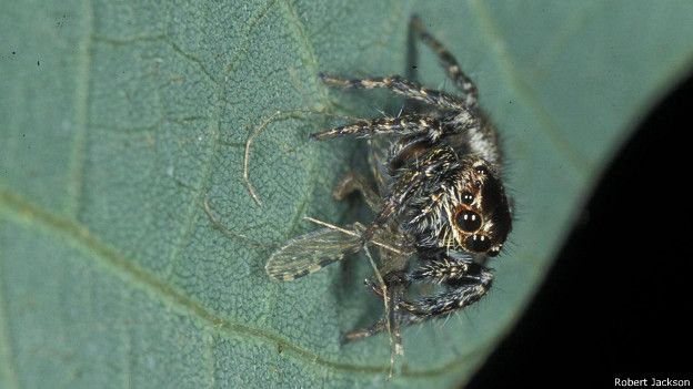 Araña saltadora keniata