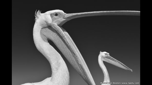 Dos pelícanos comunes en la Bahía de Walvis, Namibia.