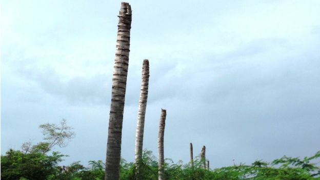 Palmeras taladas en Antigua y Barbuda