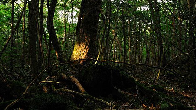 Bosque