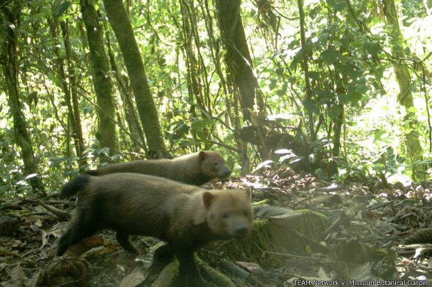 Dos perros de monte (Speothos venaticus), parque nacional Yanachaga–Chemillén, Perú