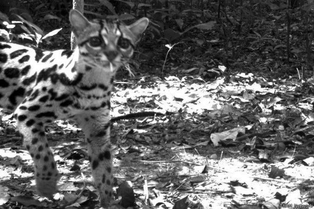 Ocelote (Leapardus pardalis)