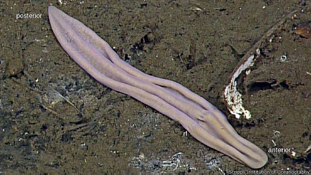 Xenoturbella