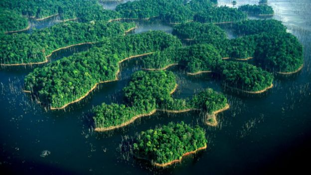 Un bosque en Guyana
