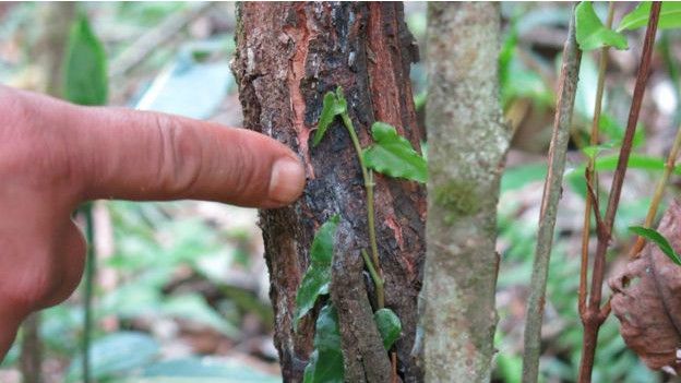 La tsiperifery crece en plantas de vid. 