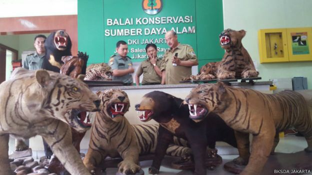 44 Gambar Hewan Langka Harimau Gratis Terbaru