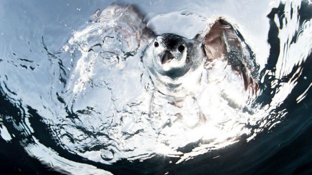 Bajo el agua
